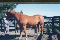 ����ȭ (MYEONGSHIMHWA) ����