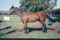 ���� (SHANDY) ����