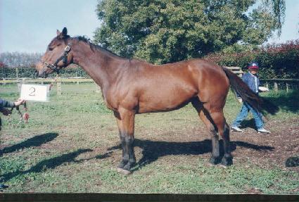 ���� ����