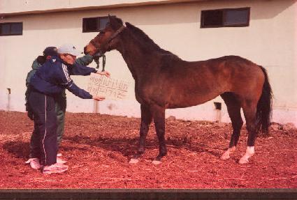 ��Ŀ�� ����