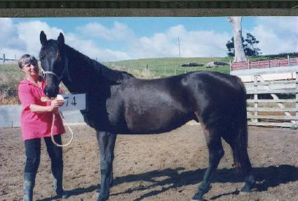 �̵帶 ����