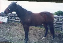 ù�� (CH��EOTCH��A) ����