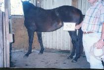 ������ (POENI) ����