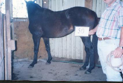 ������ ����