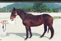 ������ (UJIGI) ����