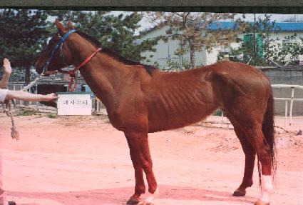 ���ڰ�� ����