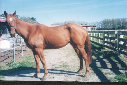 �������ķ���ũ ����