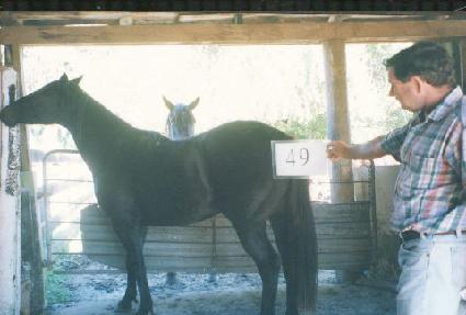 ���Ǿ��� ����