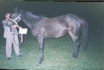 ���Ͻ��ǵ� (MACH SPEED) ����