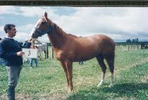 ���޸� (CHONGDALLI) ����