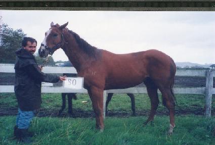 ��ǳ���� ����