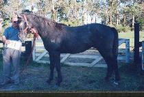 ���ʽ��丮 (WINNER STORY) ����