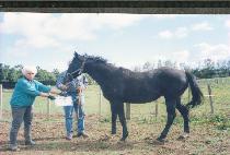 ���� (BEBE) ����