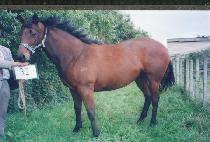 �츮�� (SALLIO) ����