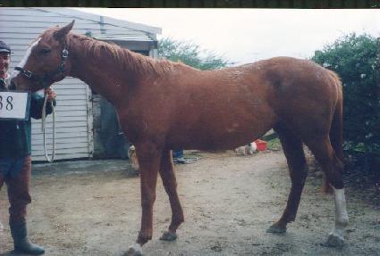 ��� ����