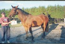 �Ŀ�Ʈ���̵� (POWER TRADE) ����