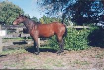 ������ (SHARIO) ����