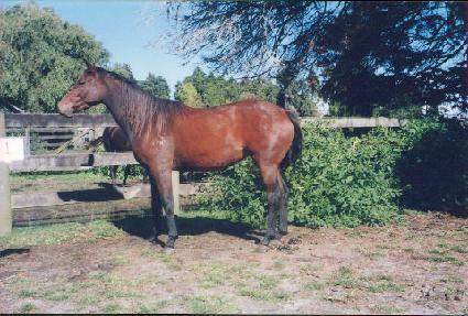 ������ ����