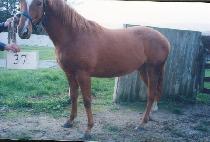 ����õ�� (NA-EUI CH��EONSA) ����