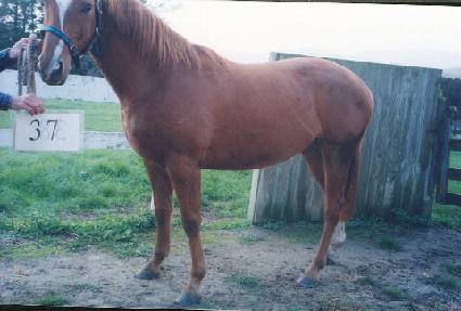 ����õ�� ����