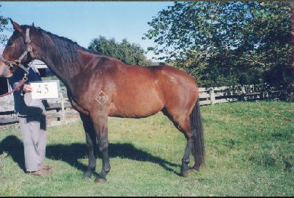 �ѻ� ����