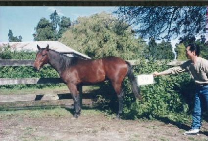 �ڵ��� ����