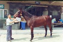 Ű�ٸ� (K��IDARI) ����