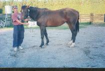 ����ī������� (WAIKATO WARRIOR) ����