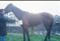 ���´� (BEMUDA) ����