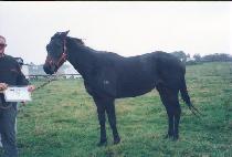 ĵƼ (CANTY) ����