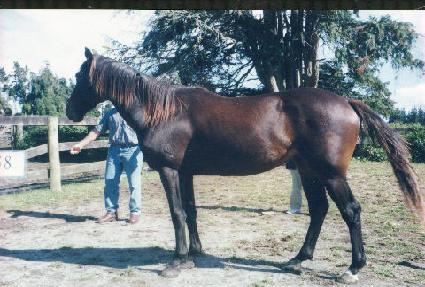 ��� ����