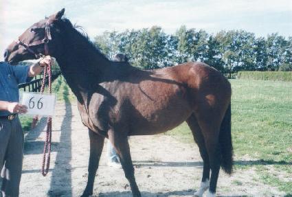 ��õ ����