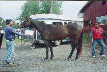 TAFFY'S TRICK picture