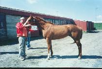 �������� (GARRY OWEN) ����