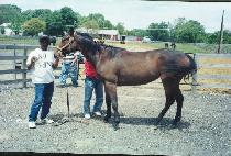 �������� (DANLIN LOVE) ����