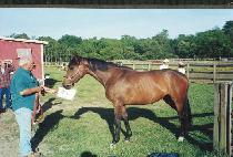 ���ϸ����ϸ� (WALING WALING) ����