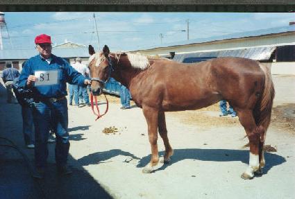 �ڼ����̾Ƹ�� ����