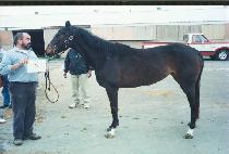 �µ���� (GOOD DEAL LUCILLE) ����