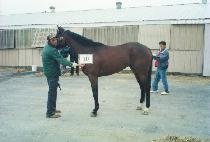 ������ (COOL TUFFY) ����