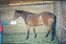 ĳ�͸������� (CATERINA BLUE) ����