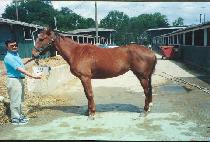 �̽����Ͻ� (MISS WALES) ����