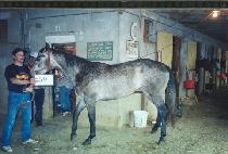 ���������丮�� (GAMBLING VICTORIA) ����