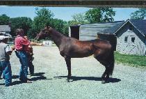 �÷������ (PLUMB SPECIAL) ����