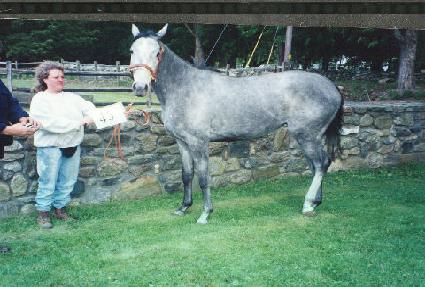 ������������Ʈ ����