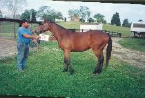 Ÿ�̰ſ´����� (TIGER ON THE ISLE) ����