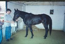 ����������Ʈ (ROWDY PROSPECT) ����