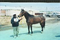 ������Ű��Ÿ (PAT��S LUCKY STAR) ����