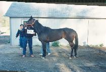 ��ν�Ʈ��Ŀ (HELLO STREAKER) ����