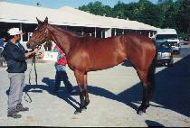 ��ġ�����굥���� (DUCHESS OF DAYTON) ����