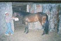 �����ھ��ξ (HOTCOCOAINASEC) ����